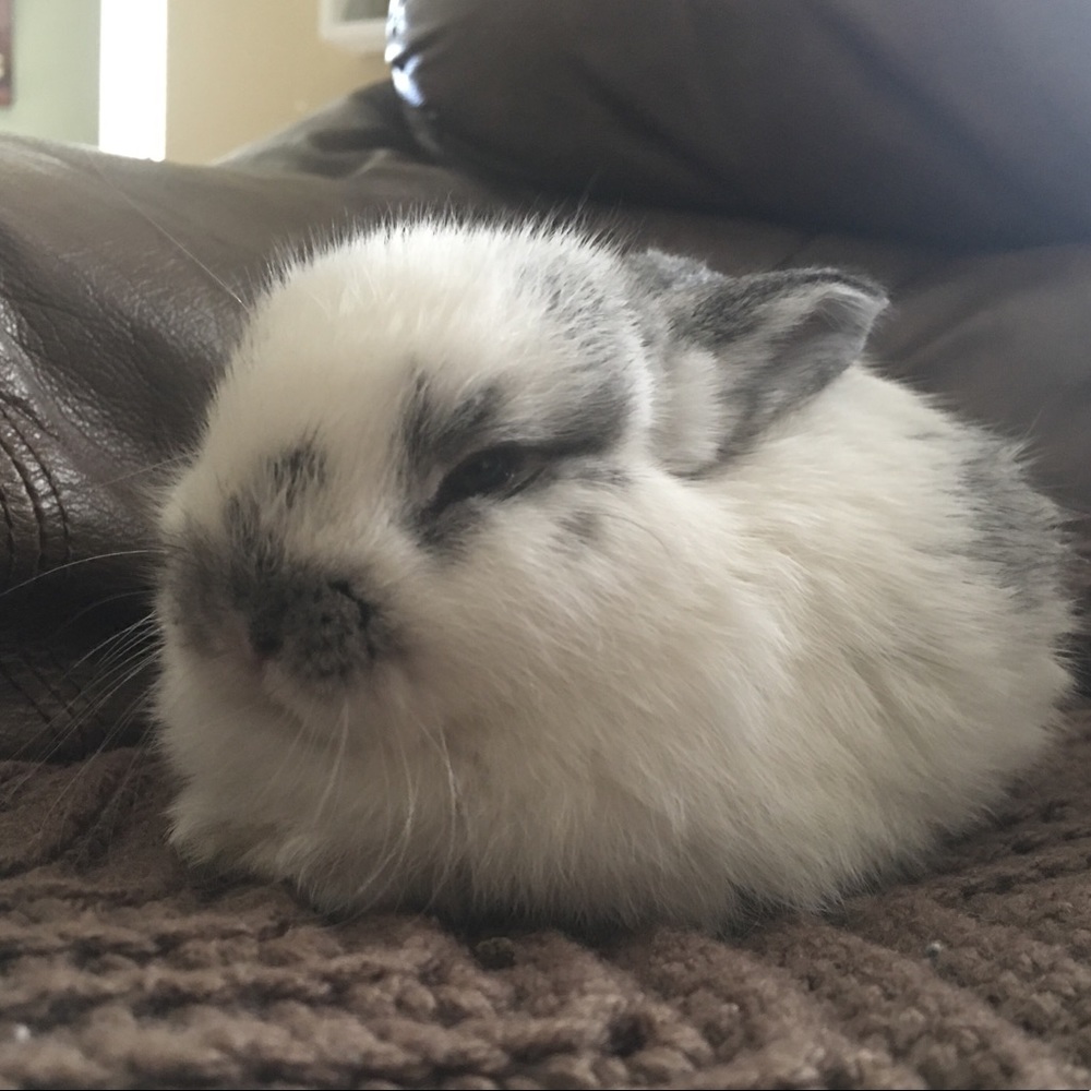 Meet your Posher, Anka